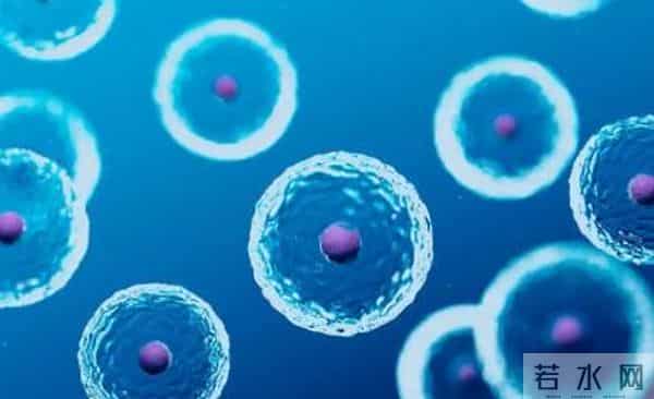 国际干细胞研究的最新临床突破