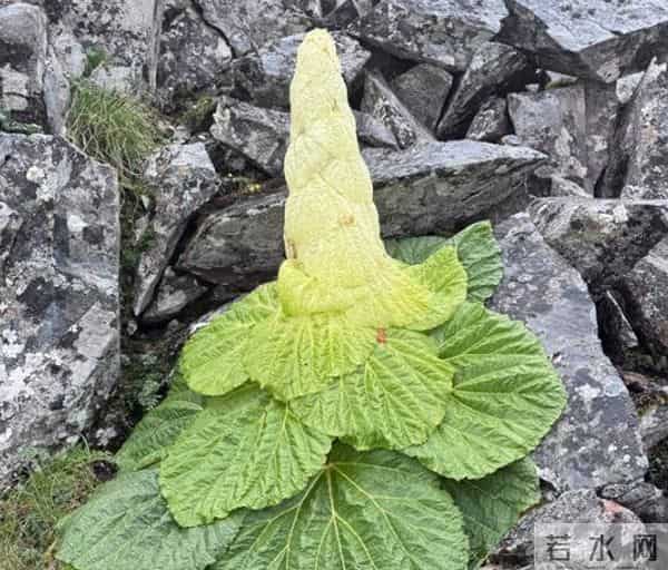 一生只开一次花，最长45年结果，2019年，云南男子手撕了一株被抓