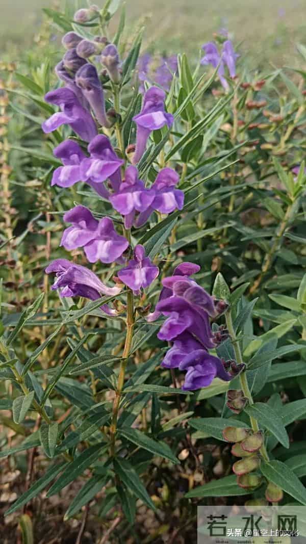 教您识别二十五种野生中草特征，您的家乡有吗？您认识几种呢？