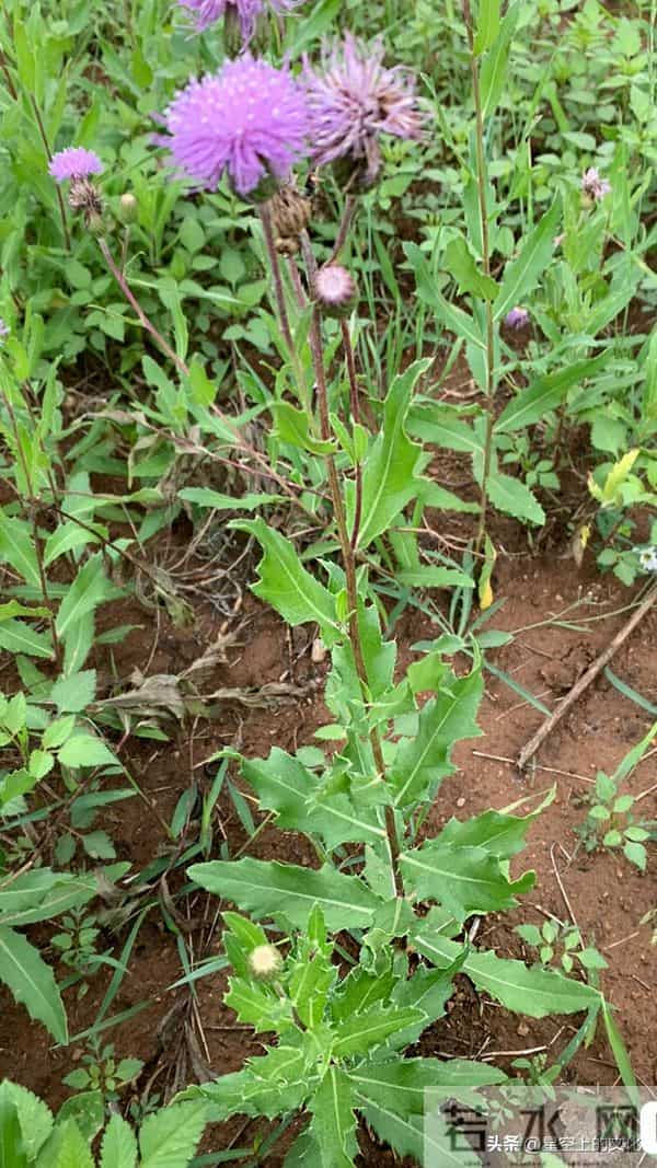 教您识别二十五种野生中草特征，您的家乡有吗？您认识几种呢？