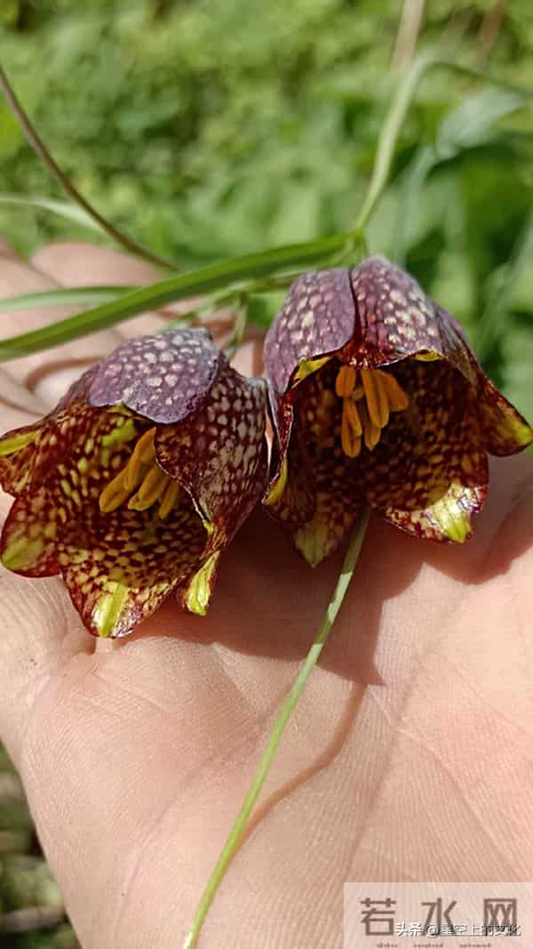 教您识别二十五种野生中草特征，您的家乡有吗？您认识几种呢？