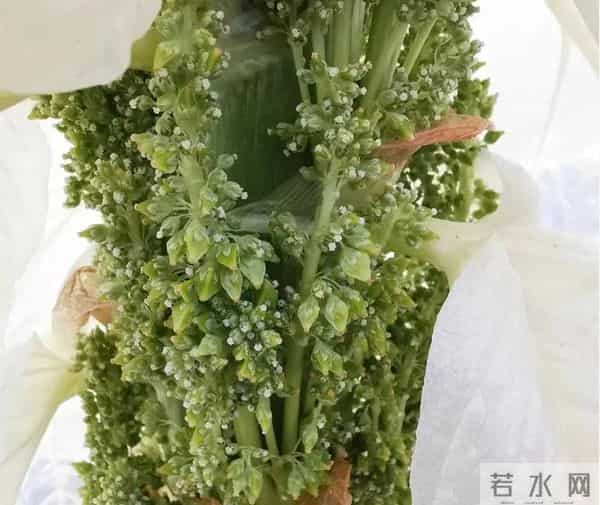 一生只开一次花，最长45年结果，2019年，云南男子手撕了一株被抓
