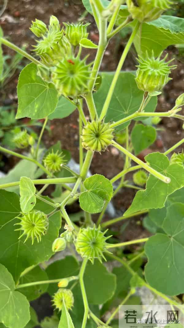 教您识别二十五种野生中草特征，您的家乡有吗？您认识几种呢？