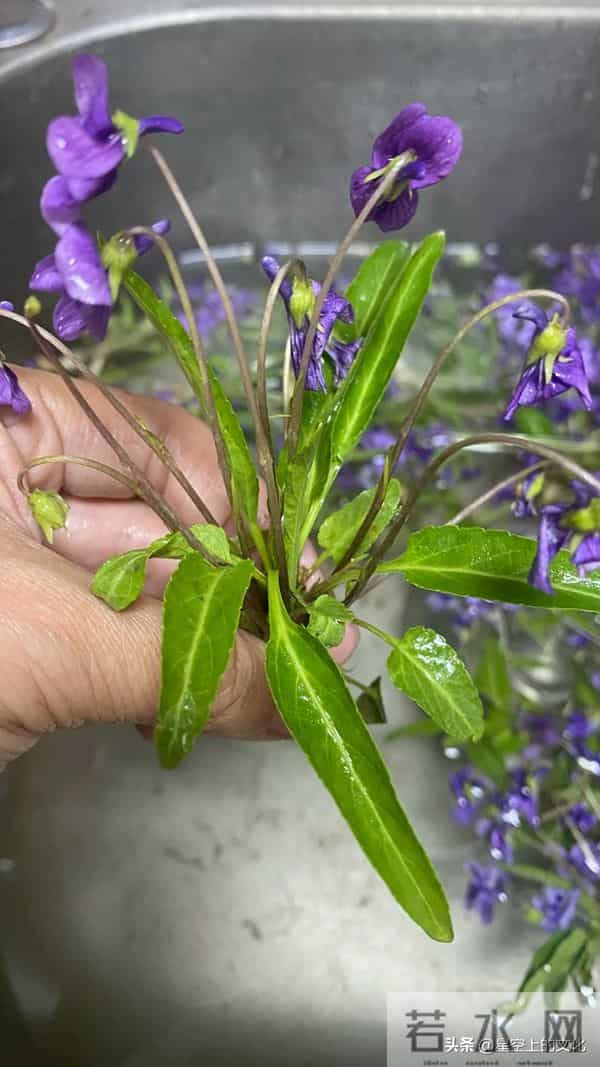 教您识别二十五种野生中草特征，您的家乡有吗？您认识几种呢？