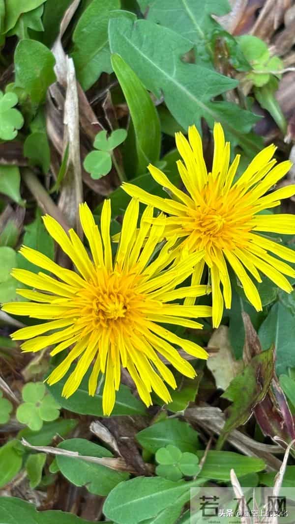 教您识别二十五种野生中草特征，您的家乡有吗？您认识几种呢？