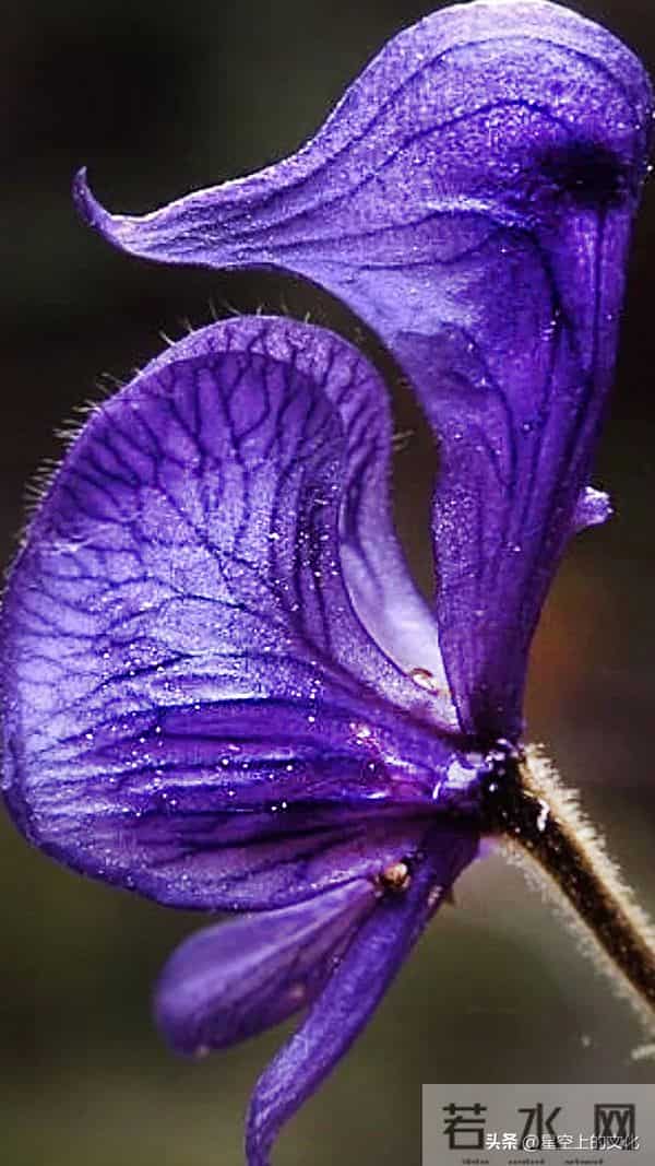 教您识别二十五种野生中草特征，您的家乡有吗？您认识几种呢？