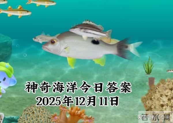 2025年12月11日蚂蚁庄园蚂蚁新村神奇海洋今日最新答案