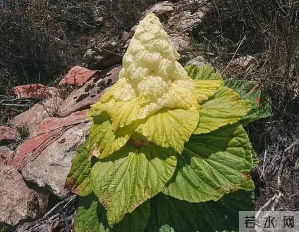 一生只开一次花，最长45年结果，2019年，云南男子手撕了一株被抓