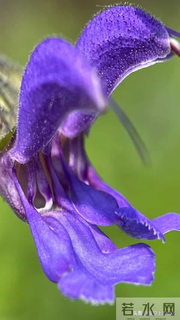 教您识别二十五种野生中草特征，您的家乡有吗？您认识几种呢？