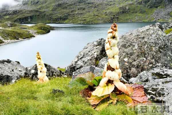 一生只开一次花，最长45年结果，2019年，云南男子手撕了一株被抓