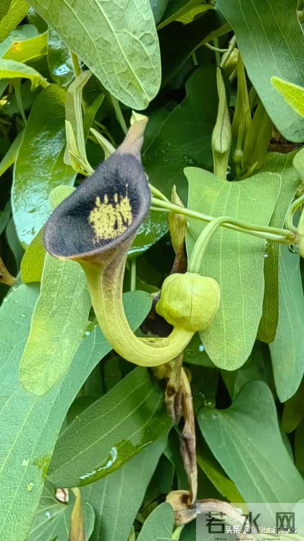 教您识别二十五种野生中草特征，您的家乡有吗？您认识几种呢？