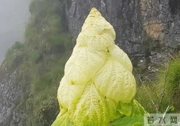 一生只开一次花，最长45年结果，2019年，云南男子手撕了一株被抓