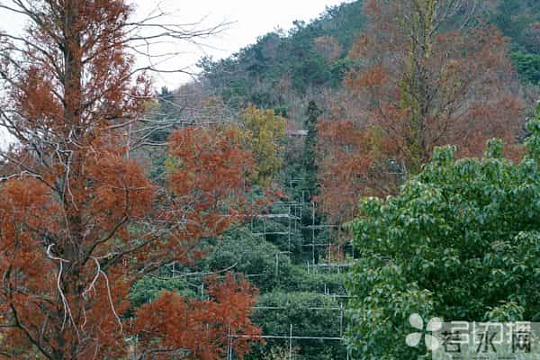 苏州树山惊现“鹿出没”?