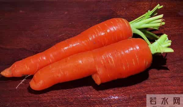 胡萝卜立功了?欧洲科学家从中发现宝藏,补充或可“拨慢”衰老