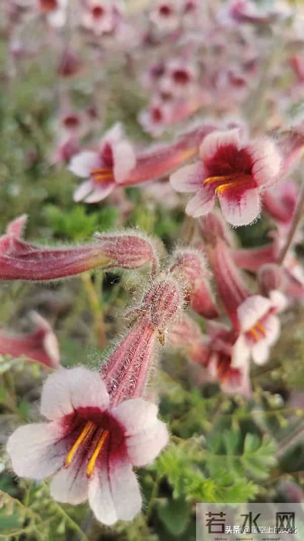 教您识别二十五种野生中草特征，您的家乡有吗？您认识几种呢？