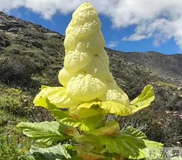 一生只开一次花，最长45年结果，2019年，云南男子手撕了一株被抓