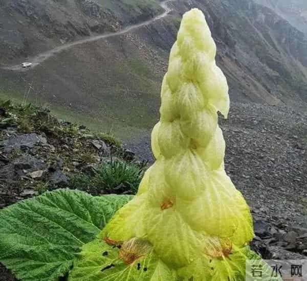 一生只开一次花，最长45年结果，2019年，云南男子手撕了一株被抓