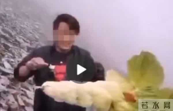 一生只开一次花，最长45年结果，2019年，云南男子手撕了一株被抓