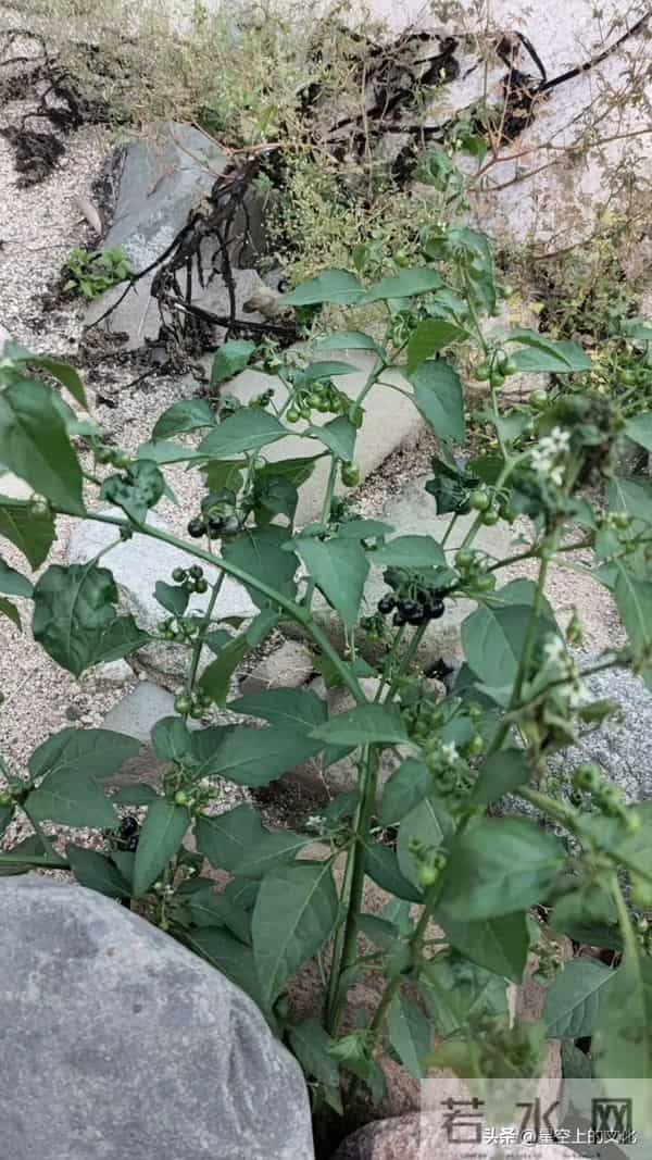 教您识别二十五种野生中草特征，您的家乡有吗？您认识几种呢？