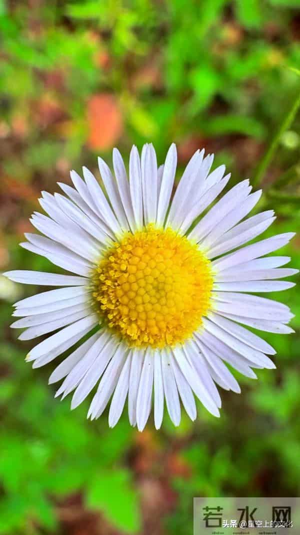 教您识别二十五种野生中草特征，您的家乡有吗？您认识几种呢？