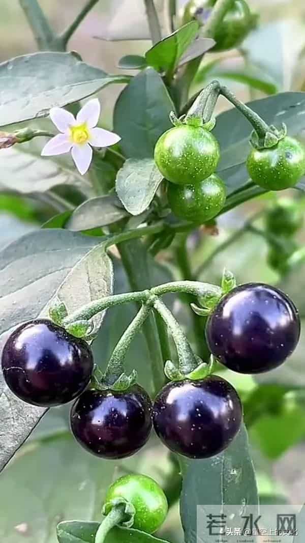 教您识别二十五种野生中草特征，您的家乡有吗？您认识几种呢？