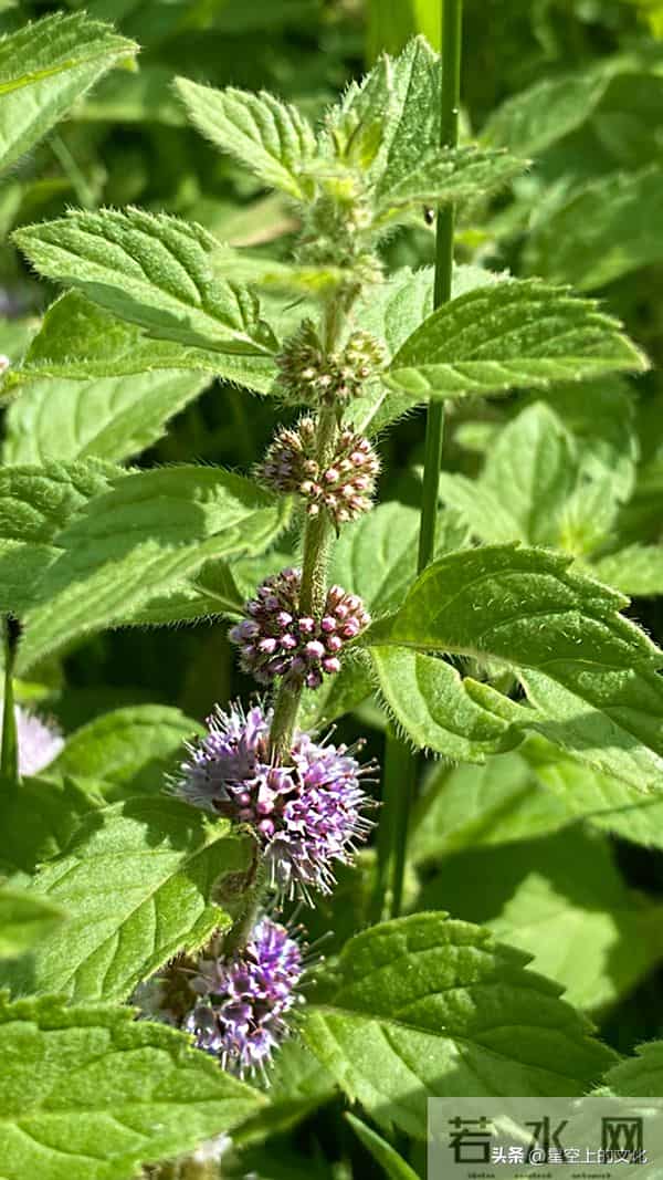 教您识别二十五种野生中草特征，您的家乡有吗？您认识几种呢？
