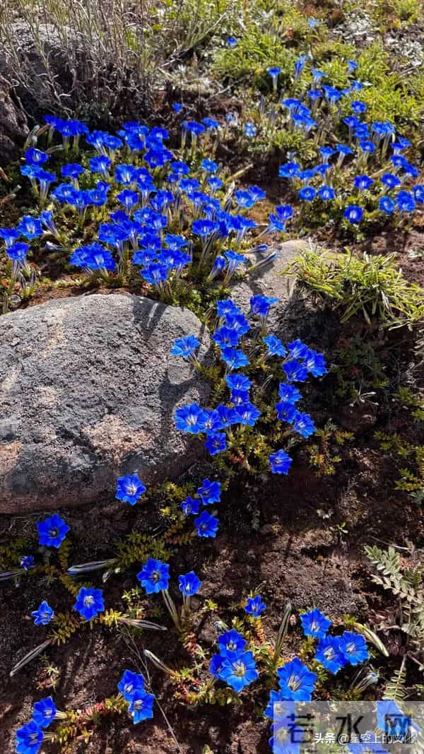 教您识别二十五种野生中草特征，您的家乡有吗？您认识几种呢？