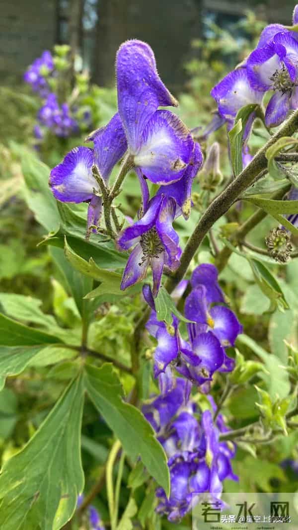 教您识别二十五种野生中草特征，您的家乡有吗？您认识几种呢？