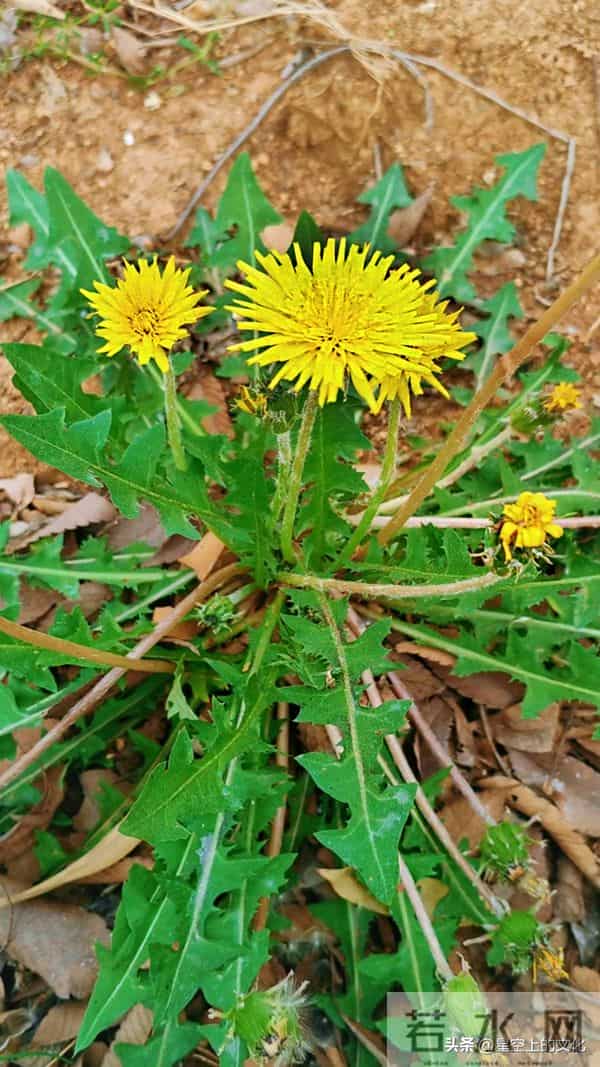 教您识别二十五种野生中草特征，您的家乡有吗？您认识几种呢？