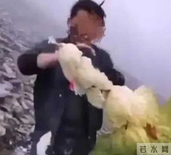 一生只开一次花，最长45年结果，2019年，云南男子手撕了一株被抓