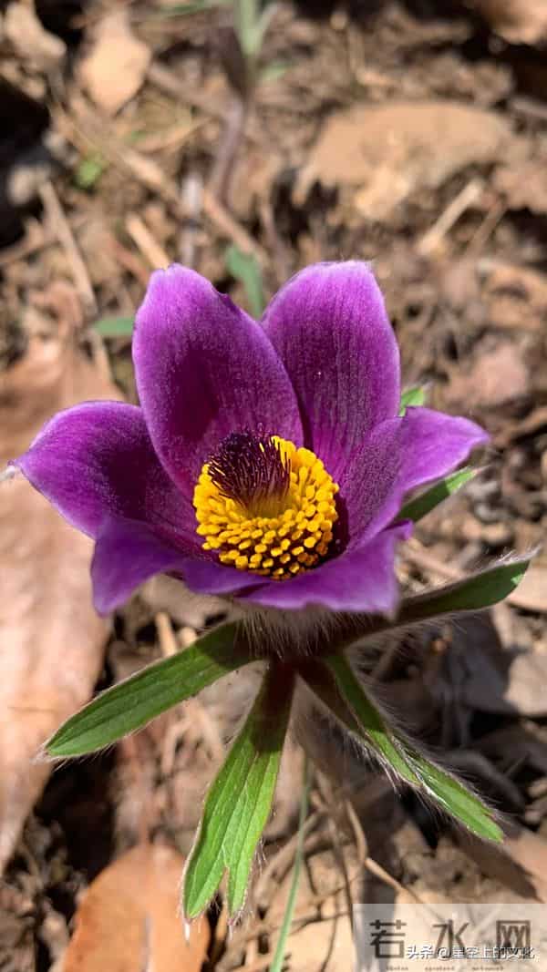 教您识别二十五种野生中草特征，您的家乡有吗？您认识几种呢？