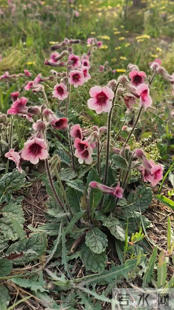 教您识别二十五种野生中草特征，您的家乡有吗？您认识几种呢？