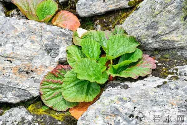 一生只开一次花，最长45年结果，2019年，云南男子手撕了一株被抓