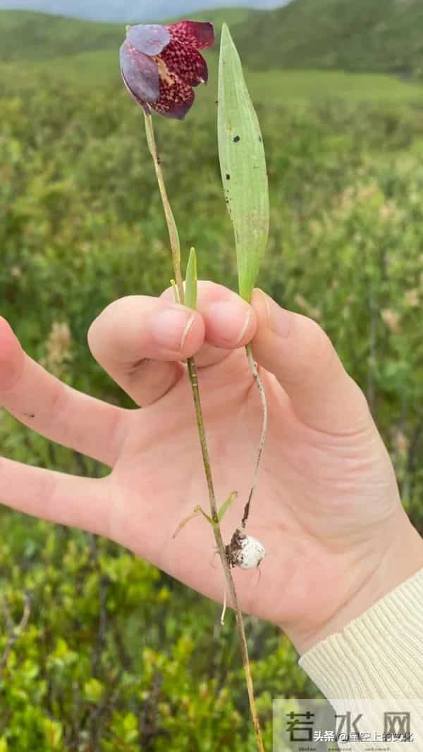 教您识别二十五种野生中草特征，您的家乡有吗？您认识几种呢？