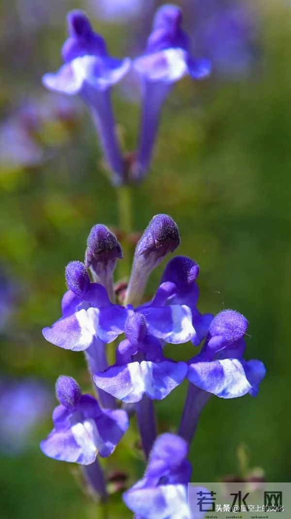 教您识别二十五种野生中草特征，您的家乡有吗？您认识几种呢？