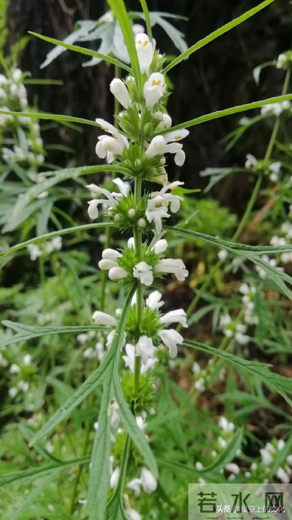 教您识别二十五种野生中草特征，您的家乡有吗？您认识几种呢？