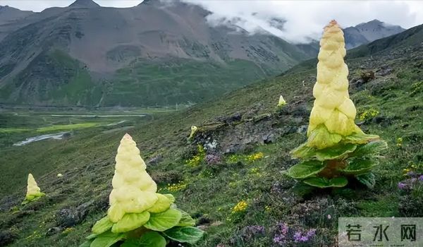 一生只开一次花，最长45年结果，2019年，云南男子手撕了一株被抓