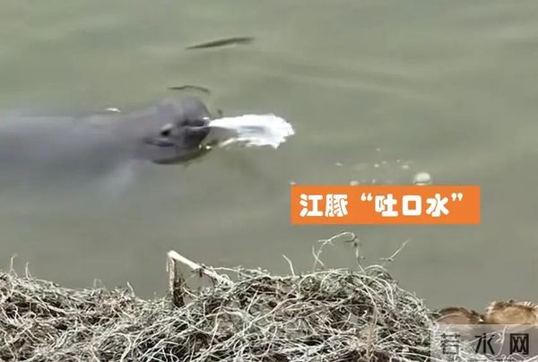 长江禁渔5年鱼多了，江豚追赶鲶鱼却不吃，捕食失败还是变“挑”了？