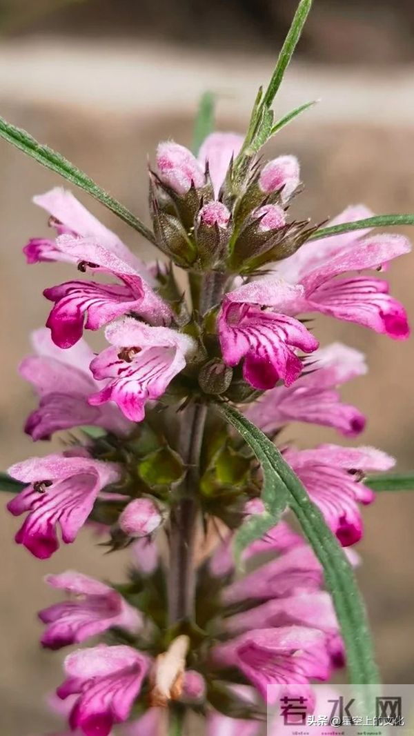 教您识别二十五种野生中草特征，您的家乡有吗？您认识几种呢？