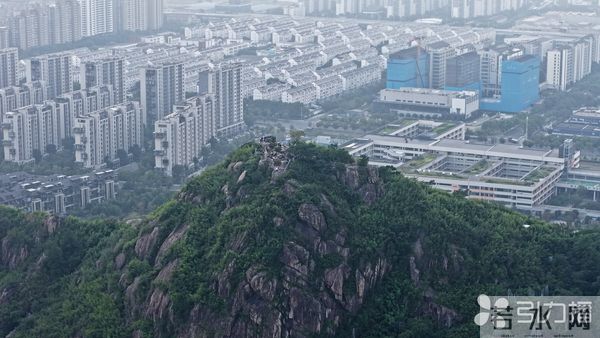 苏州树山惊现“鹿出没”?