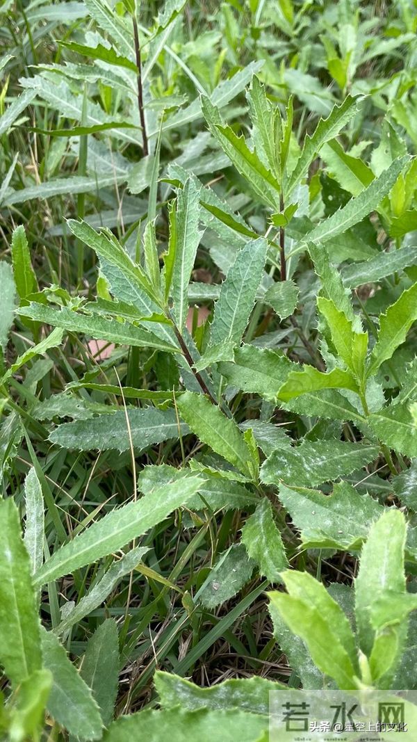 教您识别二十五种野生中草特征，您的家乡有吗？您认识几种呢？
