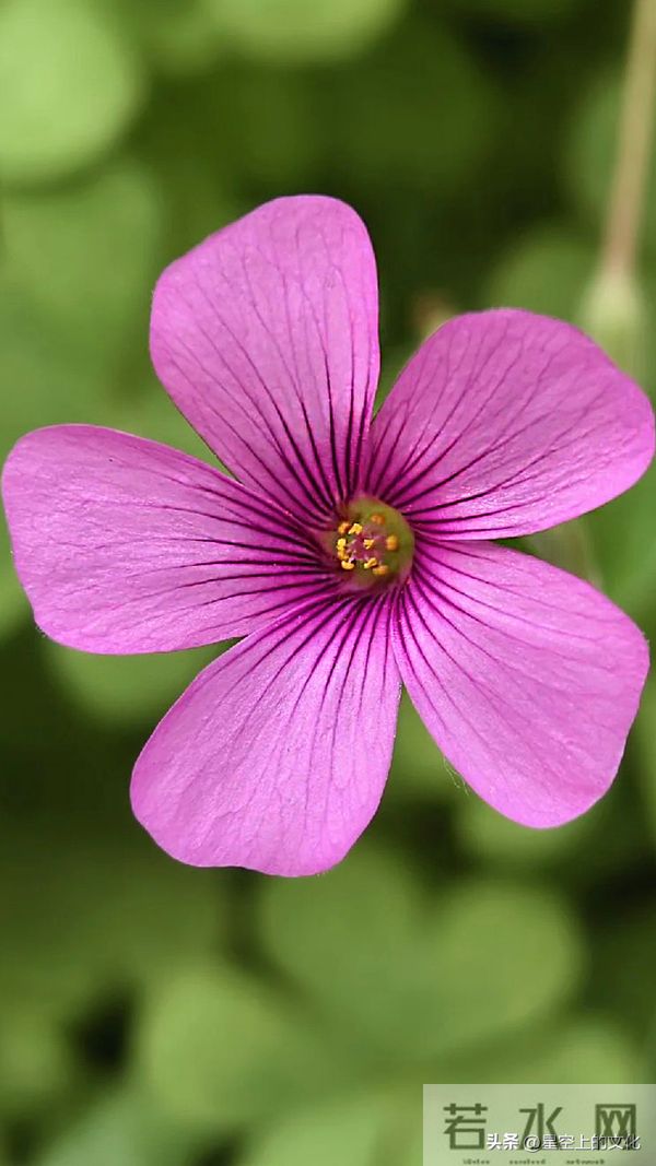 教您识别二十五种野生中草特征，您的家乡有吗？您认识几种呢？