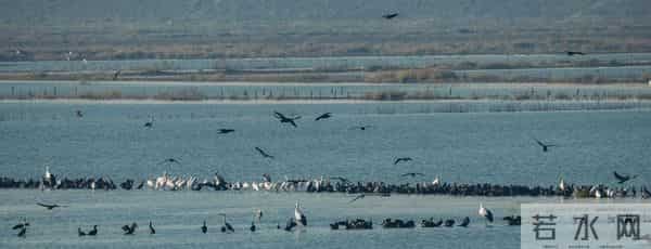南京：石臼湖变“天鹅湖”，池杉湖成“百鸟天堂”……游人纷纷打卡