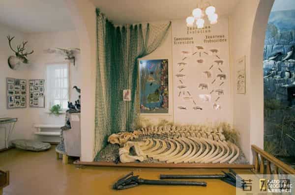 对人类毫无防备，荒岛上的大海牛因太美味被屠杀到灭绝