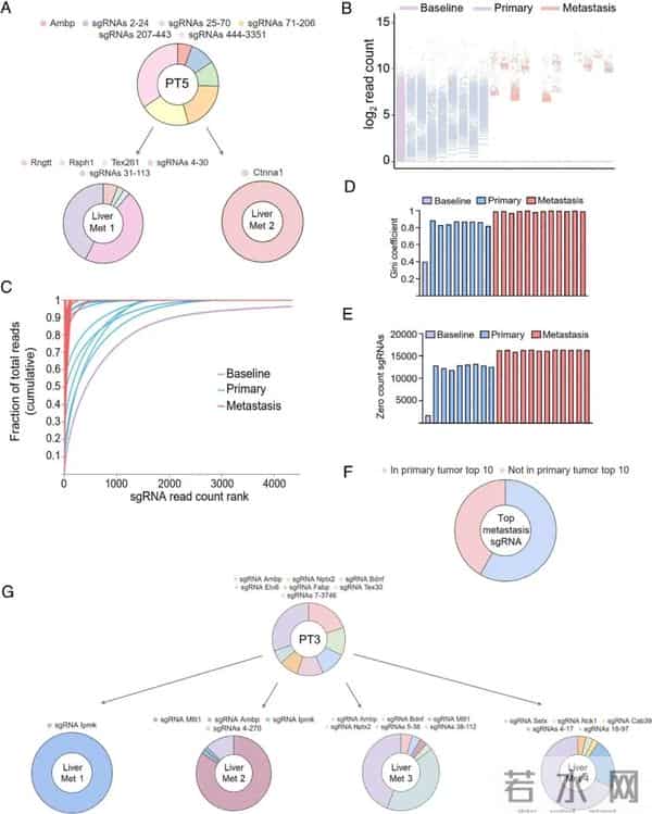 美国团队肠癌类器官最新研究：这两个基因一旦失灵，癌细胞秒变“暴走坦克”