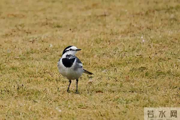 为什么下雪不让用融雪剂了！？
