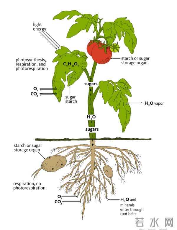 光合作用已改造成功，粮食产量不止翻一倍，粮仓将满爆棚！