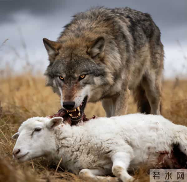 摩尔县城，吃相是不是太难看了！
