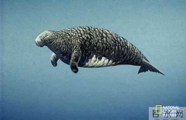 对人类毫无防备，荒岛上的大海牛因太美味被屠杀到灭绝