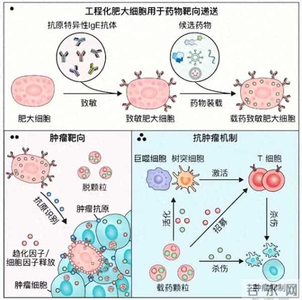 中国科学家发现抗癌“新利器”!
